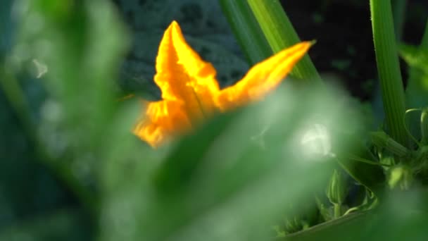 カボチャの花。カボチャは庭で成長します。スローモーションドリーイン。夏の晴れた日 — ストック動画