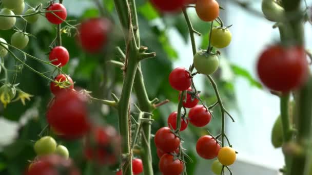 Tomates pequenos vermelhos em um ramo em uma estufa. — Vídeo de Stock