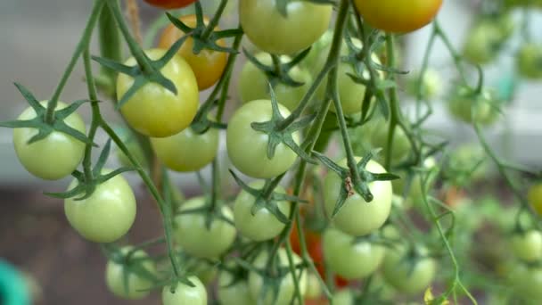 Tomatoes on a branch. Many Cherry Tomatoes on the Branches. — Stock Video