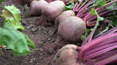 Büyük pancar bahçede yerde uzanıyor. Bahçede kırmızı pancar hasat ediyorum. Yakın plan.