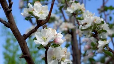 Çiçek açan elma ağacındaki arı. Parlak mavi gökyüzünün arka planında çiçek açan elma ağacı. Arılar çiçek açan dalların yanında uçar.