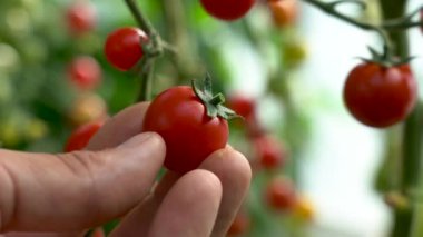 Domates ve Dallı Dokunuş. Çiftçi domates hasadını teftiş eder. Dalın üzerinde kırmızı organik domatesler var. Erkek el olgun domateslere dokunuyor. Organik tarım, sebze bahçesi.