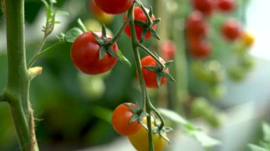 Bir seradaki şubede kırmızı küçük domatesler.