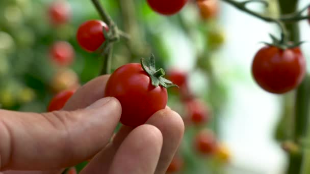 Ντομάτα σε κλαδί. Ο αγρότης επιθεωρεί την καλλιέργεια ντομάτας. Κόκκινες ώριμες οργανικές ντομάτες στο κλαδί. Αρσενικό χέρι αγγίζει ώριμες ντομάτες. Βιολογική γεωργία, λαχανόκηπος — Αρχείο Βίντεο