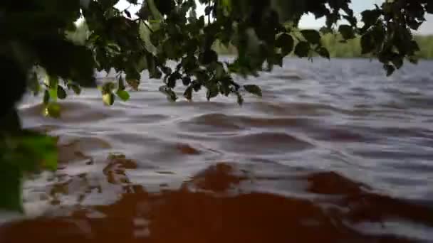 Листья дерева касаются воды. Отражение ветви, полной листьев, которая касается воды на поверхности мутной реки, которая движется малыми волнами — стоковое видео
