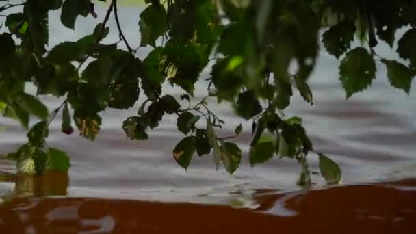 De bladeren van de boom raken het water. Reflectie van een tak vol bladeren die het water raakt op het oppervlak van een troebele rivier die in kleine golven beweegt — Stockvideo