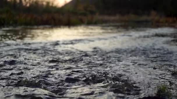 Mouvement lent : ruisseau de la rivière Forest dans le crépuscule du soir. Rivière sauvage ruisseau clair abondant. Gros plan — Video