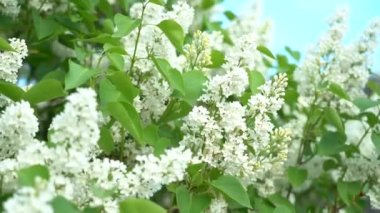 Beyaz leylak çiçekleri yakın plan