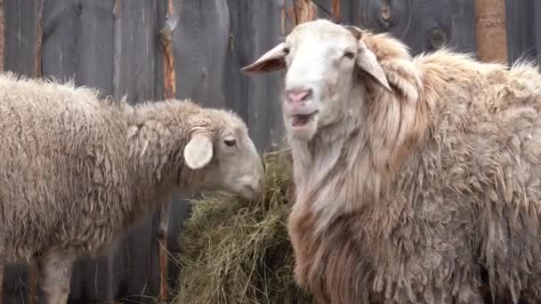 羊は木の納屋の近くの農場の庭で干し草を食べる — ストック動画