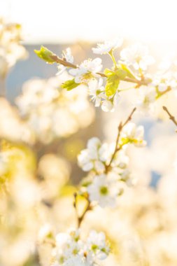 Çiçek açan kiraz. Yakın plan. Kiraz ağacının beyaz çiçeklerinde ışık