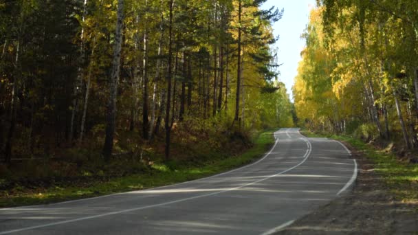 Asfalt Country Road tussen het Herfstbos op een zonnige herfstdag — Stockvideo