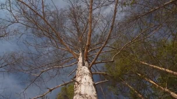 ローリングクラウドの背景にある枯れ木、ボトムビュー。コンセプト:地球規模の気候変動 — ストック動画