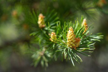 Çam tomurcukları. Çam dalında yeni bir filiz. Sığ DOF makrosu