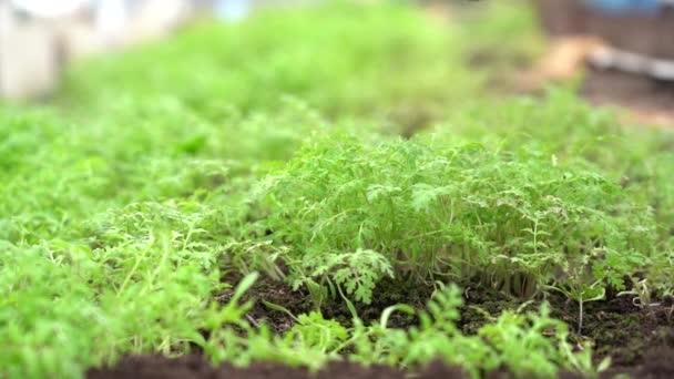 Cavar o solo com plantas verdes de estrume com uma pá — Vídeo de Stock