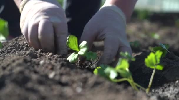 Plantar las plántulas de apio en el suelo con las manos — Vídeos de Stock