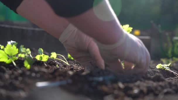 Plantar las plántulas de apio en el suelo con las manos — Vídeo de stock