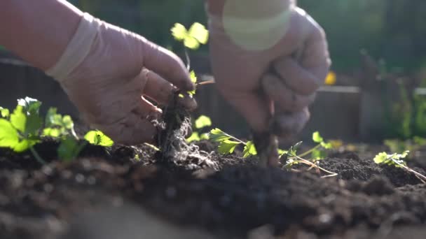 Planta las plántulas verdes jóvenes en el suelo con tus manos — Vídeos de Stock