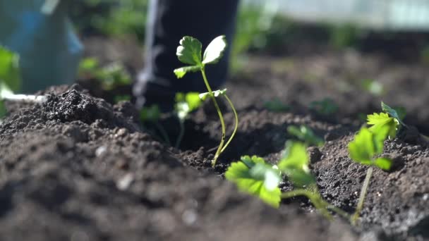 Planta las plántulas verdes jóvenes en el suelo con tus manos — Vídeos de Stock