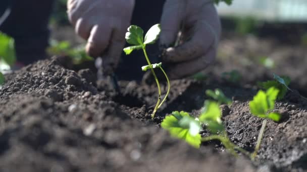 Planta las plántulas verdes jóvenes en el suelo con tus manos — Vídeo de stock
