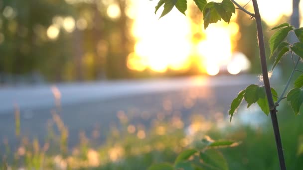 Sonnenstrahlen auf Büschen am Straßenrand an einem warmen Sommerabend, aus nächster Nähe — Stockvideo