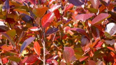 Kırmızı sonbahar yaprakları duvarda, arka planda. Parlak kırmızı yaprakların sonbahar arkaplanı.