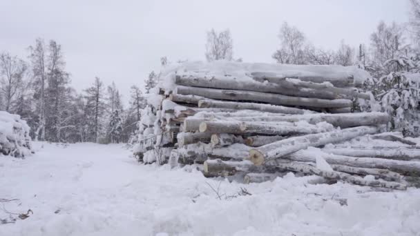 Loggar vid kanten av skogen täckt med snö. Staplade i staplar av sågade sågspån täckta med snö. Industriell avverkning av träd. — Stockvideo