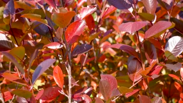 Κόκκινα φθινοπωρινά φύλλα σε τοίχο, φόντο. Φθινόπωρο φόντο λαμπερά κόκκινα φύλλα. — Αρχείο Βίντεο