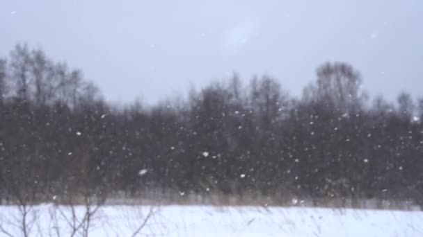 Caduta neve in grandi fiocchi su uno sfondo di foresta — Video Stock