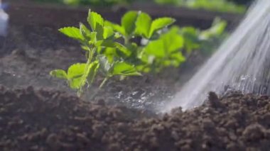 Bahçedeki çilekleri sula.