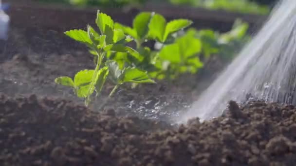 Erdbeerpflanze im Garten auf dem Boden gießen — Stockvideo