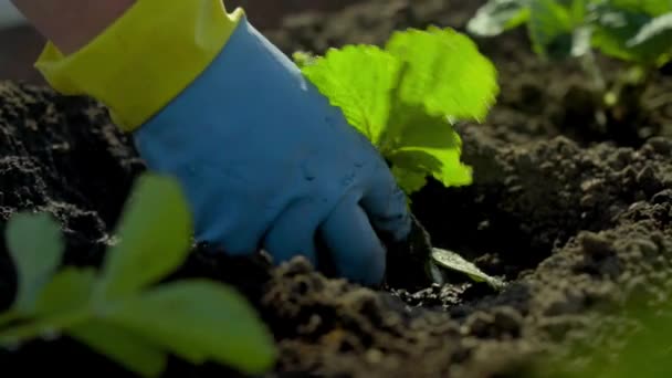 Plantez des plantules de fraises dans le sol — Video