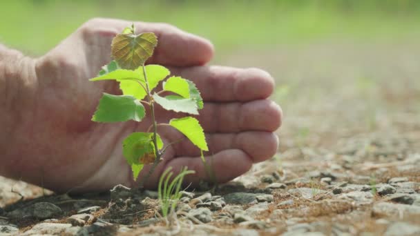 Una palma humana protege una pequeña planta... símbolo de la ecología. El crecimiento natural y la luz solar, el concepto de crecimiento sostenible de las plantas — Vídeos de Stock