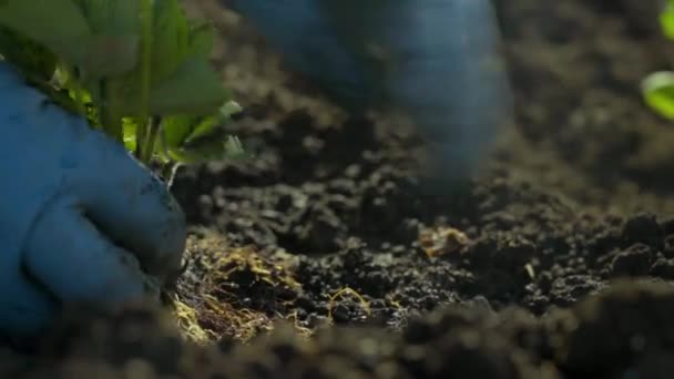 Planta plántulas de fresa en el suelo — Vídeo de stock