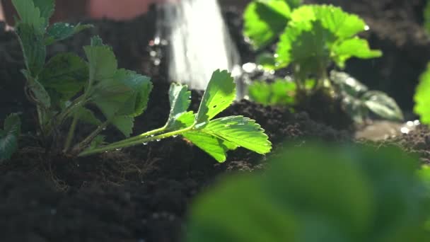 Riega la planta en el jardín y planta plántulas de fresa en el suelo — Vídeo de stock