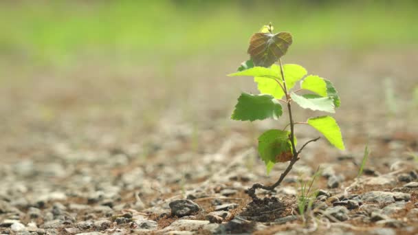 Egy kis nyírfa egy sziklás síkságon. Ökológia szimbólum. Természetes növekedés és napfény, a fenntartható növénynövekedés koncepciója — Stock videók