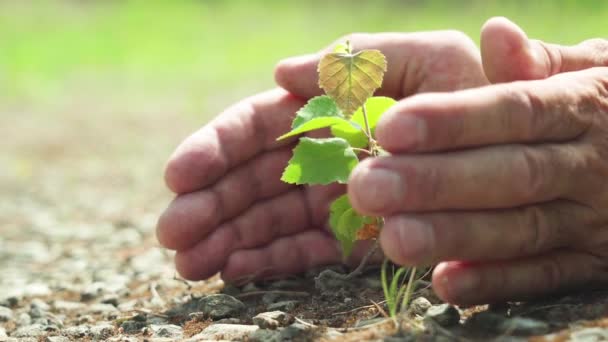 Uma palma humana protege uma planta pequena.. Símbolo ecológico. Crescimento natural e luz solar, o conceito de crescimento sustentável das plantas — Vídeo de Stock