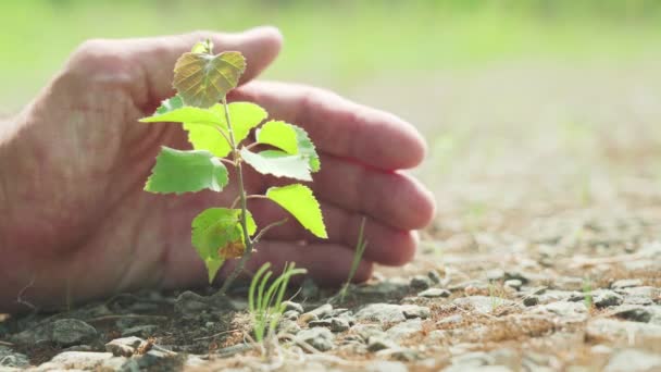 Egy emberi tenyér megvéd egy kis növényt... Ökológia szimbólum. Természetes növekedés és napfény, a fenntartható növénynövekedés koncepciója — Stock videók