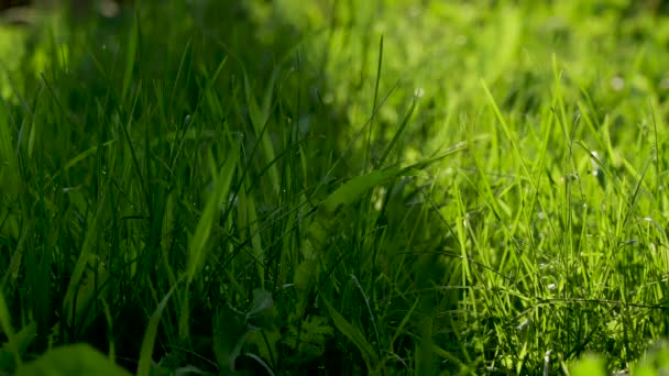 Podlewanie trawnika. Świeża woda krople na jasnozielonej trawie oświetlone przez słońce, zbliżenie — Wideo stockowe