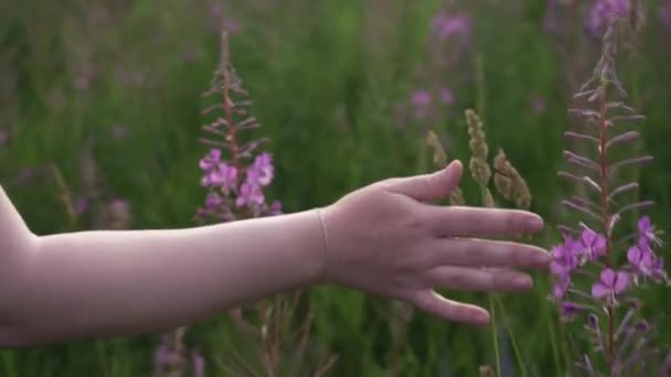 De hand van de meisjes raakt bloeiende wilde planten op een zomerweide — Stockvideo