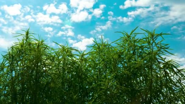 Крупним планом зростаючий кущ свіжого зеленого конопель на фоні блакитного неба, трясеться у вітрі, низький кут зору — стокове відео