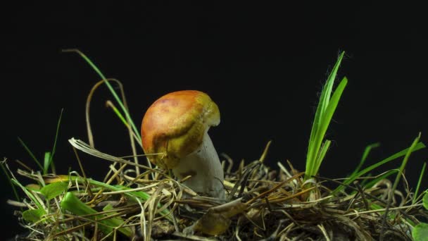 O cogumelo seca e seca sem água. Timelapse em um fundo preto — Vídeo de Stock