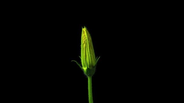 Balkabağı Çiçeği Zaman aşımı Videosu — Stok video