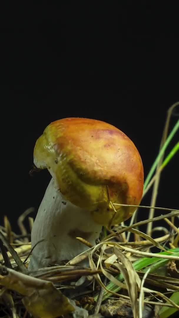 O cogumelo seca e encolhe. Conceito de impotência masculina e doenças sexualmente transmissíveis — Vídeo de Stock