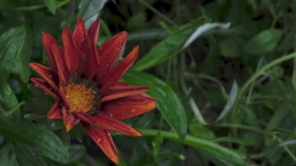 Çiçek sabah açılır. Gazania 'nın çiçek açan zamanı. Çarpıcı Gazania Linearis Çiçekleri — Stok video