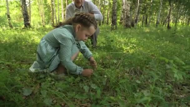 Papai e sua filha de cinco anos estão andando em uma clareira florestal e colhendo bagas — Vídeo de Stock