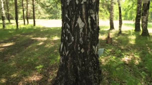 Verstecken Sie sich hinter einem Baum. Vater und seine fünfjährige Tochter spielen Versteck auf einer Waldlichtung — Stockvideo