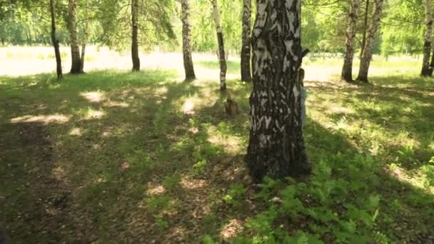 Papá y su hija de cinco años están jugando al escondite en un claro bosque — Vídeo de stock