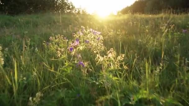 Grama selvagem e flores silvestres à luz do sol da noite. Baixo ângulo. Movimento da câmara — Vídeo de Stock