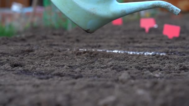 Вода из лейки выливается на сухую почву. Орошение почвы перед посевом семян. Крупный план — стоковое видео