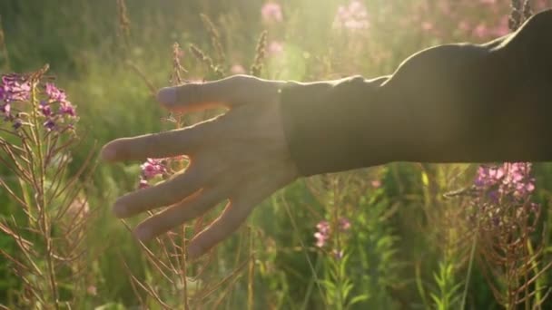 男性高齢者の手は牧草地の紫色の花の上を走ります。夕日の光の中で野生の花。高齢者の概念は、公園内を歩く — ストック動画